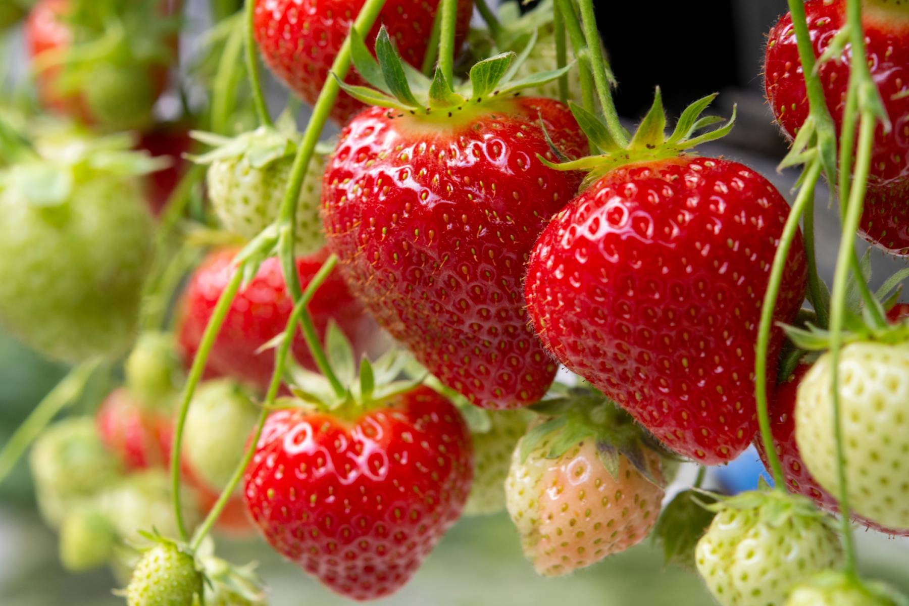 The Arc of Ripeness – Videos – Mother Earth News